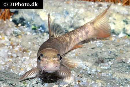 Doktorfisk (Garra rufa)